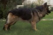Dingo vom Wolfshof