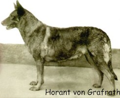 Hektor Linksrhein Stammvater Horand von Grafrath [320x200]1