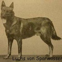 Luchs von Sparwasser gilt als einer der Grndervter der Schferhunde 